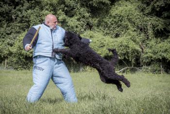 journ&eacute;e en immersion mordant canin