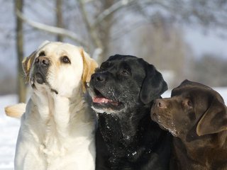 Prix de la formation canine 