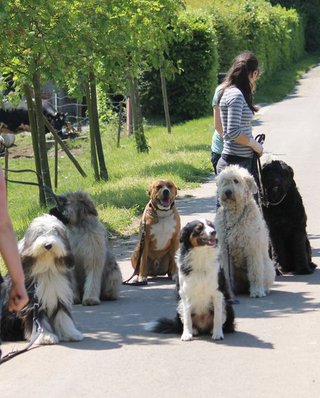 L' éducation canine