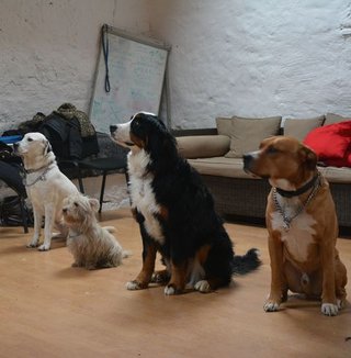 Le chien médiateur en team-building 