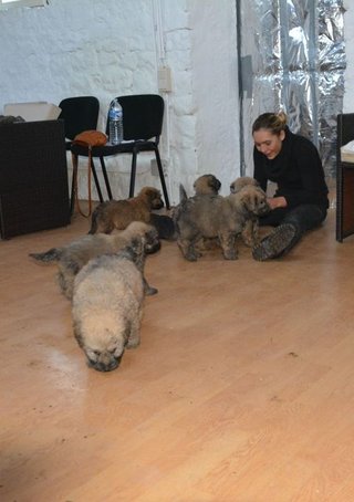 Stimuli pour chiots et pour chiens 