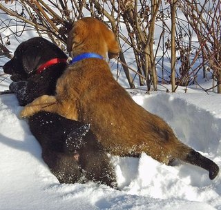 Socialisation chez le chiot et chez le chien