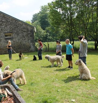 Cours collectif d'obéissance canine 