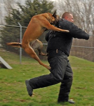 Chien à la police