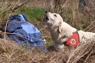 Chiens de décombres 