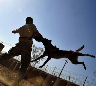 Chien d'intervention 