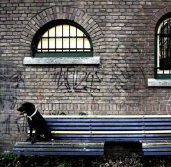 Le chien médiateur en institution