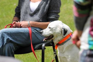 La thérapie assistée par l'animal pour les autistes