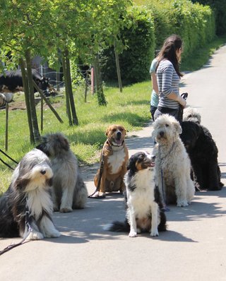 Déroulement de la formation canine