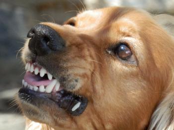 protection morsure de chien