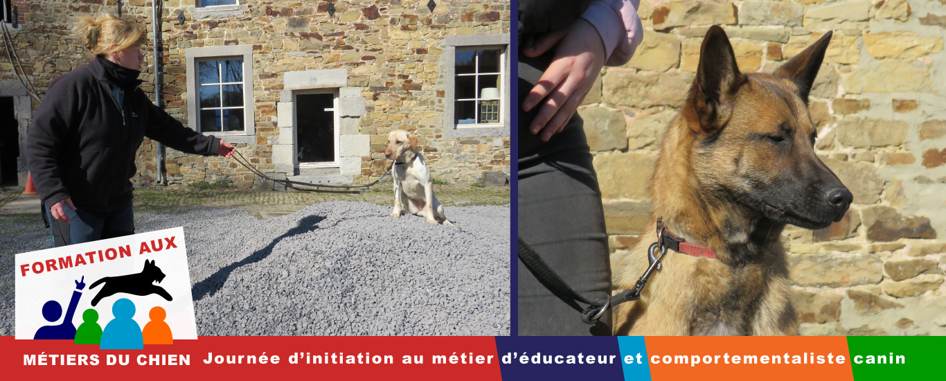 initiation en éducation canine comportementalisme canin