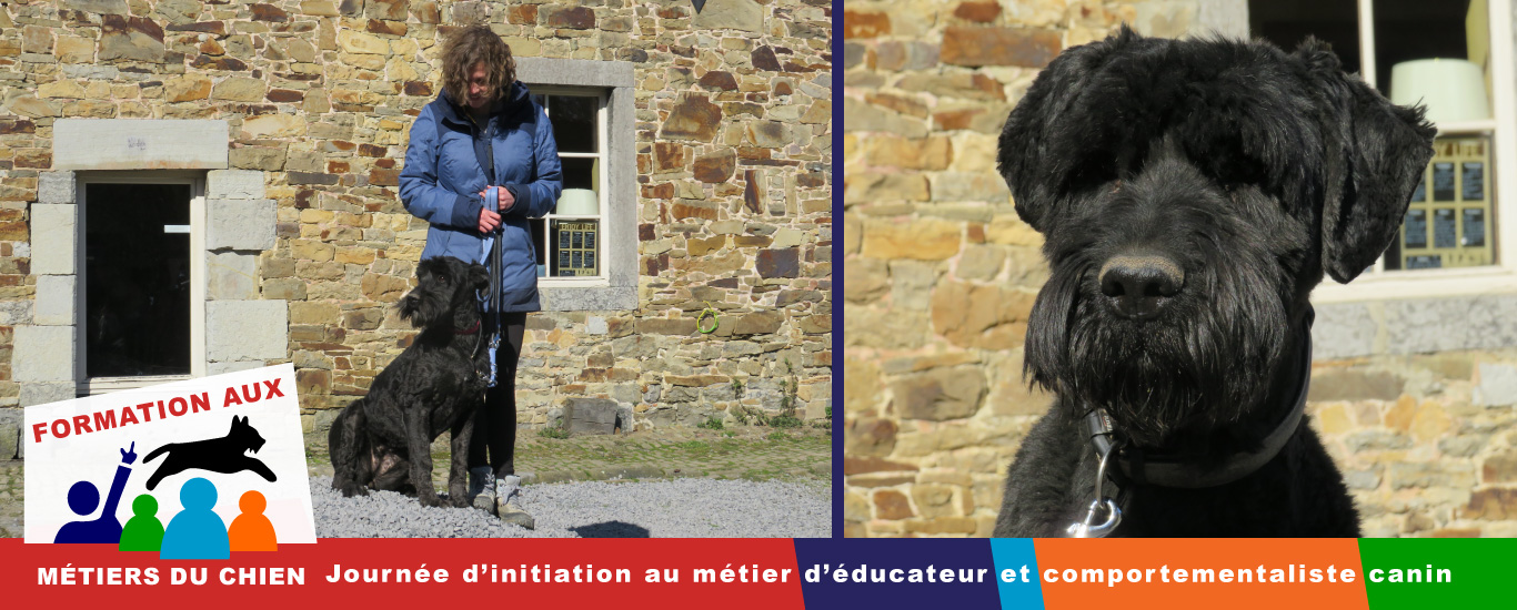 initiation en éducation canine comportementalisme canin