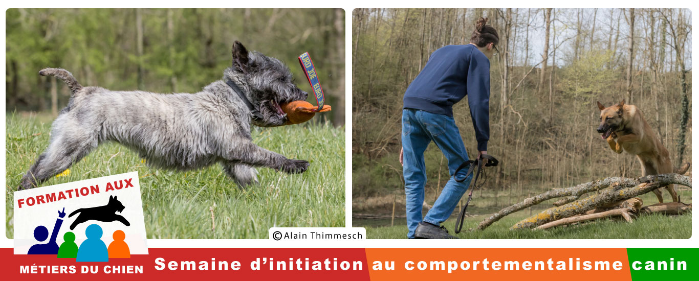 Semaine d'initiation , éducateur et comportementaliste canin