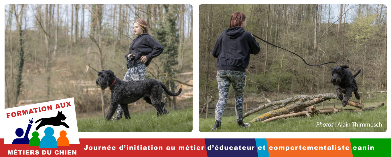 initiation en éducation canine comportementalisme canin