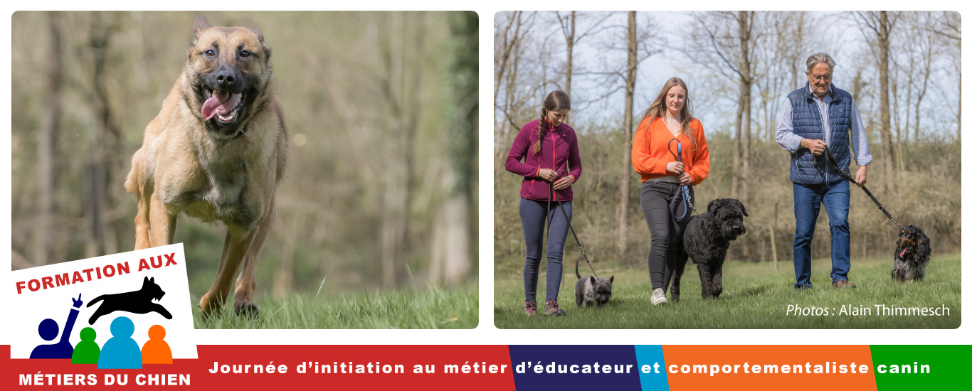 initiation en éducation canine comportementalisme canin