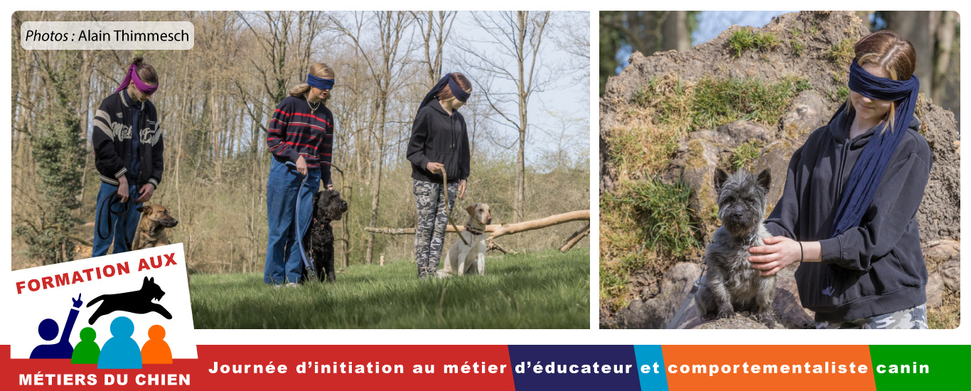 initiation en éducation canine comportementalisme canin