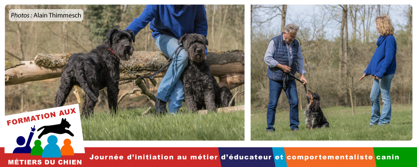 Formation Canine éducateur et comportementaliste canin