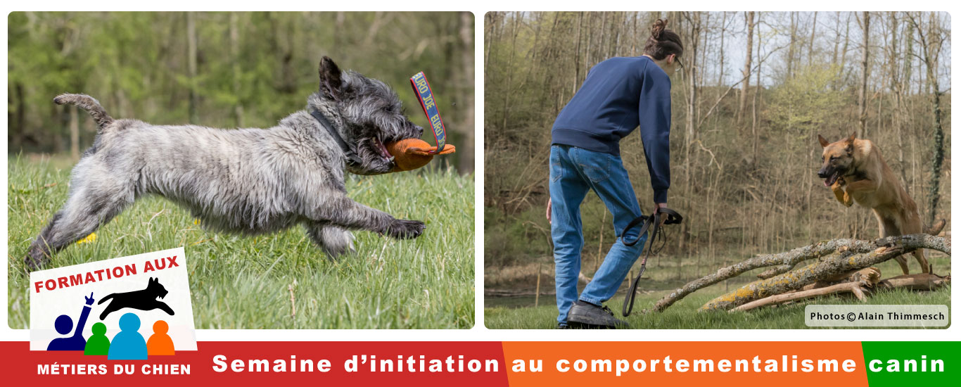 Semaine de formation canine: éducateur et comportementaliste canin