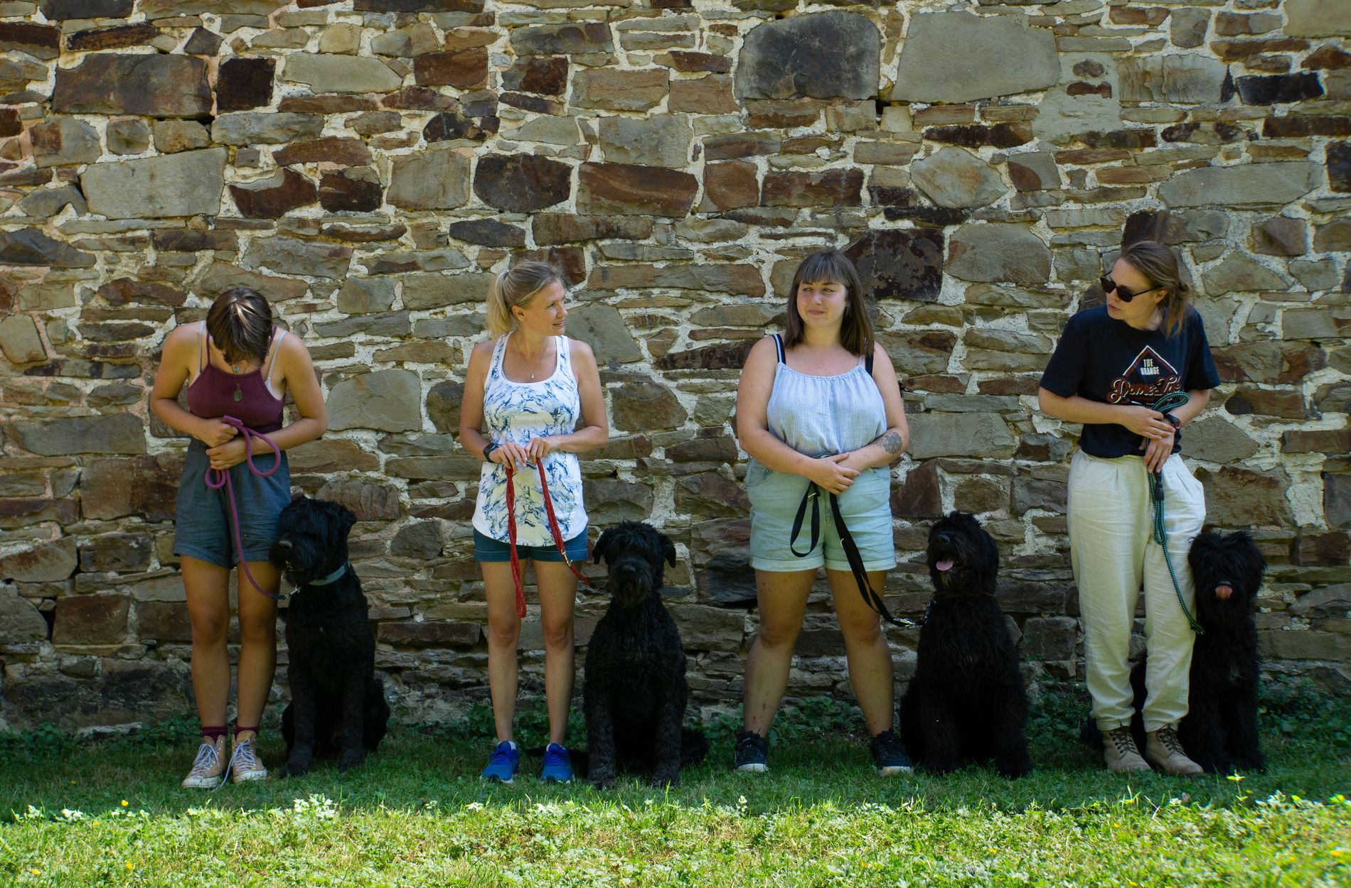 chien bouvier-des-flandres