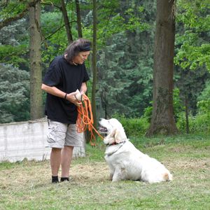 Les cours généraux sur l'éducation canine