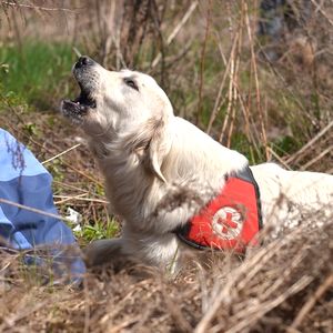 Formation canine : Devenez Educateur Canin, Comportementaliste